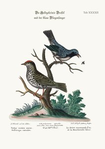 The Golden-crowned Thrush and the Blue Flycatcher, 1749-73